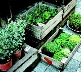 mosquito repellent plants to keep at home