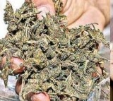 Ganja In Police Conistable House
