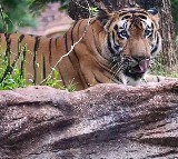 Tiger Attack On Farmer In Asifabad District In Telangana
