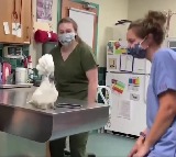 nurses dance with Cockatoo viral video here it is