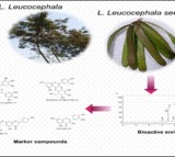 Medicinal plant Subabul may aid in diabetes control: IASST study