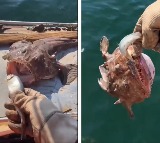 When try to feed fish it grabbed hand Dangerous fish viral video