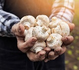 Researchers says eating 5 mushrooms a day will reduce heart desceases and cancer risk