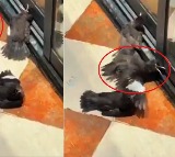 birds started pretending to be injured for food viral video