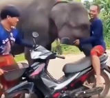 elephant refuses to let the man who raised him leave