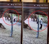elephant politely signals man to move aside