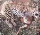Leopard dies after falling in a trap in Andhra Pradesh