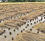 Heavy Rains Submerge Farmlands in North Andhra, Farmers Devastated