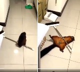 Squirrel knocks broom down then pretends to be a victim