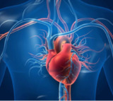Heart muscle can regenerate after failure in some people with artificial hearts: Study