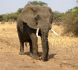 Elephants Really Scared Of Mice