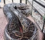 19 Feet Giant Python Spotted in Odisha
