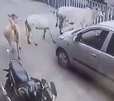 Calf came under the car the cow came running and stood in front of the car