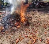 Farmer sets fire to tomato crop over abysmally low prices in Medak