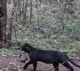 Rare Melanistic Leopard With Cub Spotted In Odishas Nayagarh