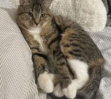 Human Metapneumovirus and Cat Virus Stir Panic in China