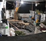 Leopard Enters Srisailam Temple Priest’s House: CCTV Footage Goes Viral