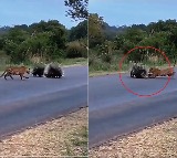 Porcupine parents protecting babies from leopard