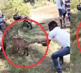 Viral: Man Shows Incredible Bravery, Holds Leopard’s Tail to Stop Its Escape