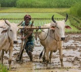 PM-KISAN Scheme: 'Farmer Identification ID' Mandatory for New Beneficiaries
