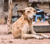 20 stary dogs killed in Sanga Reddy district by throwing from bridge