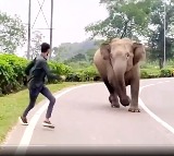 Viral Video: Youth Provokes Elephant, IFS Officer Warns