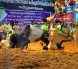 Tamil Nadu's Jallikattu Begins with Exciting Prizes for Participants