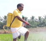 Palakollu MLA And Minister Nimmala Ramanaidu In Agriculture Work