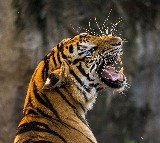 Kerala govt orders to shoot man eater