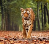 Wayanad man eater tiger died in unusual circumstances