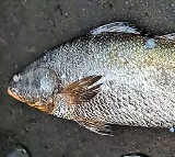 Kachidi fish that sold about 4 lakh rupees