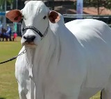 Nellore Breed Cow Sold for ₹40 Crore in Brazil, Enters Guinness World Records