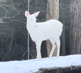Rare Albino Deer Caught On Camera Internet Calls It Absolute Beauty