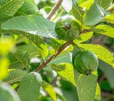 are guava leaves good for diabetics