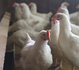 Telangana turns back poultry vehicles coming from Andhra due to bird flu