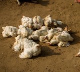 Bird Flu in Andhra Pradesh