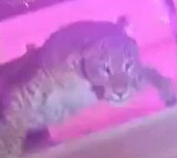 Leopard guests in wedding ceremony in Lucknow