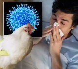 Eluru Reports First Bird Flu Case in a Human; Health Officials on Alert