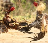 Auction for roosters caught in cock fight