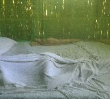 Philippine town Fights Dengue With Cash