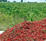 Chandrababu Naidu’s Efforts Yield Results: Center Supports AP Mirchi Farmers