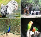 Zoo Park prices will be high