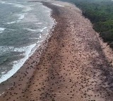 Odisha sets new record as 7 lakh Olive Ridley Turtles arrive at the coast for nesting