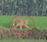 Tiger Spotted In Jaishankar Bhupalapally District Village