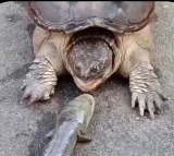 Turtle swallows a fish with lightning fast