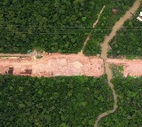 Brazil Cuts Down Thousands Of Trees In Amazon Rainforest To Build Road For Climate Summit