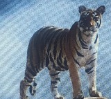'Rajmata' will be first tigress of Rajasthan to be honoured with installation of statue at Sariska