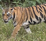 Tiger Shot dead in Kerala Idukki