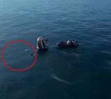 Dolphins Greet Sunita Williams Upon Return to Earth