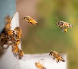 Bomb Threat at Thiruvananthapuram Collectorate Leads to Bee Attack and 70 Injured